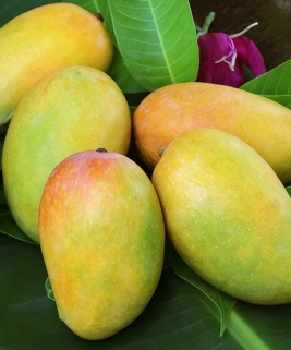Xoài 