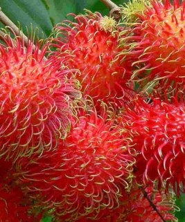 Quả chôm chôm