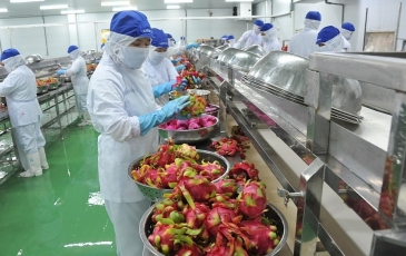 Xuất khẩu nông sản Việt Nam đầu năm 2025: Thách thức đan xen cơ hội