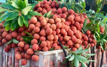 Chuẩn bị những điều kiện tốt nhất về thị trường cho trái vải