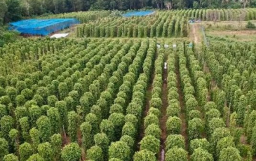 Một loại nông sản thế giới đang lên cơn khát nhưng Việt Nam sở hữu hơn 100.000 ha - Mỹ, Đức liên tục tìm mua, giá tăng phi mã