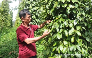 Xuất khẩu hồ tiêu tăng tốc, chất lượng là ‘chìa khóa’ giữ thị trường
