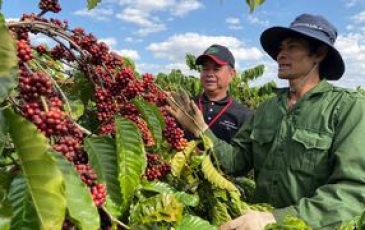 Nông hộ trồng cà phê vướng quy định EUDR vì thiếu giấy tờ, khó truy xuất