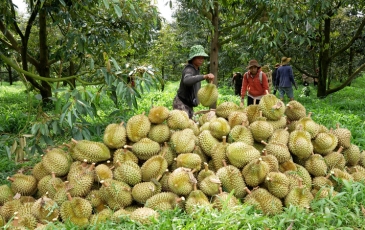 Xuất khẩu sầu riêng: Minh bạch mã số để bảo toàn thị trường tỷ đô