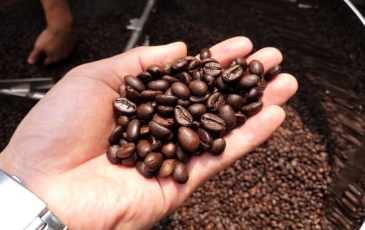 Xuất khẩu cà phê lập kỷ lục, giá trong nước bước vào nhịp điều chỉnh