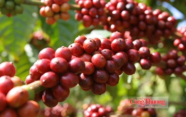 Xuất khẩu cà phê: Dư địa rộng mở từ chế biến sâu