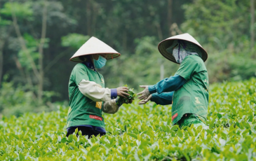 Xuất khẩu chè tăng gần 30%: Cơ hội tái định vị thương hiệu chè Việt