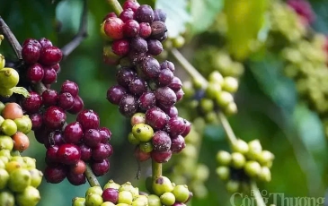 Xuất khẩu tăng, ngành nông nghiệp xuất siêu hơn 5,1 tỷ USD