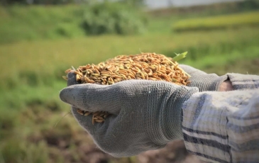 Xuất khẩu nông sản sang EU: Không phải lượng mà là chất