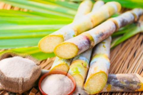 Ngành mía đường đối diện thách thức “sống còn”
