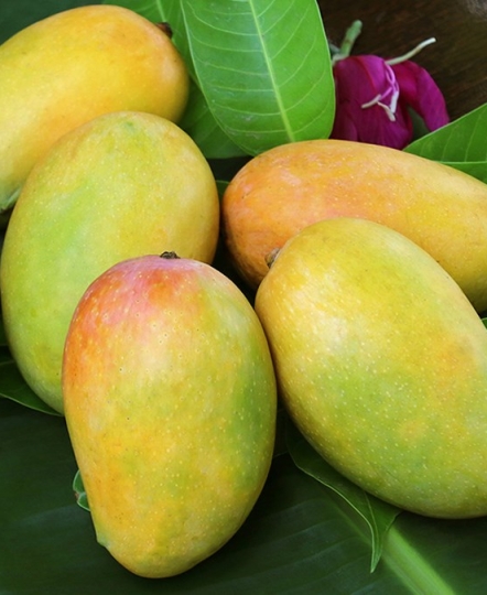 Xoài 