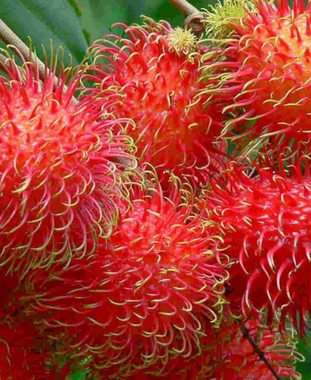 Quả chôm chôm